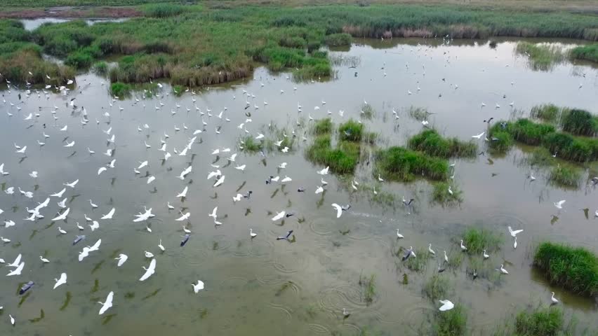 aerial view of birds flying over a tranquil wetland. peaceful wetland with birds and green vegetation. serene landscape with water reflections and bird movement.