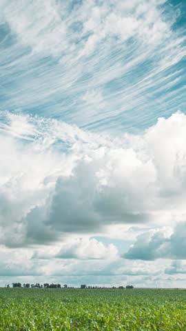 Timelapse Cumulus Clouds Above Corn Field In Spring Summer Cloudy Day. Stratus Clouds Over Rural Field. Sky With Clouds On Horizon. Good Weather Conception. Agricultural Background. Time Lapse