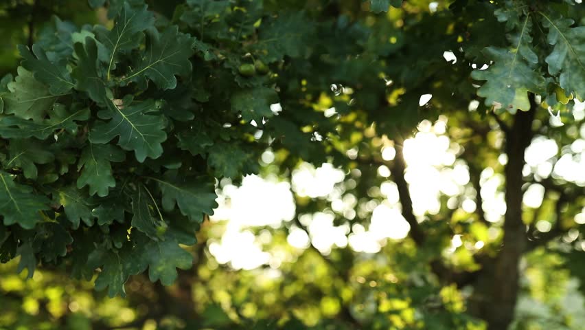 Sunlight streams through lush oak leaves, creating a tranquil atmosphere in a serene grove. Enjoy the natural beauty of leaves swaying gently in the breeze during a calm afternoon.