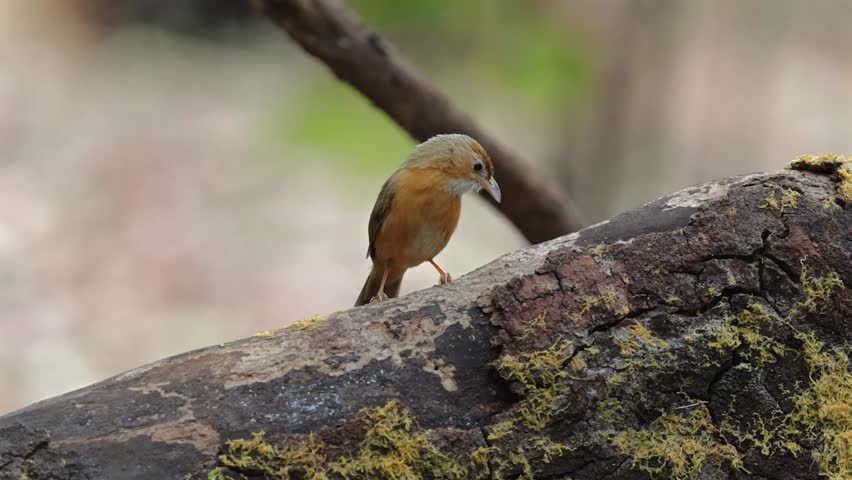 Video of Tawny bellied babbler