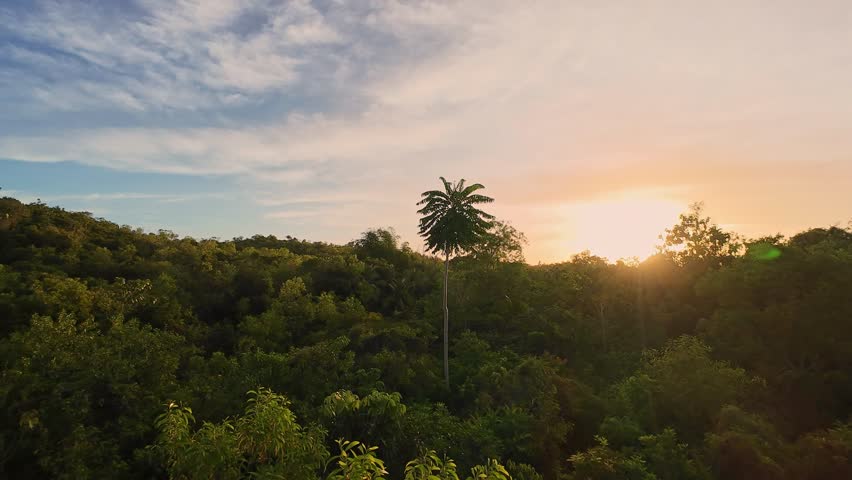 Golden sunset over lush tropical forest with lone palm tree standing tall among dense greenery. Tropical Forest at Sunset with Silhouetted Palm Tree Golden sunset tropical forest 