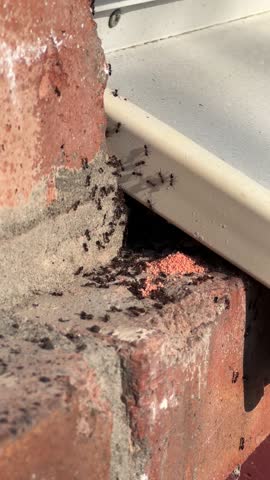 A large group of ants invades the brick wall of a private house, crawling near the roofline. Concept of pest control, ant infestation, and pesticide treatment in residential areas