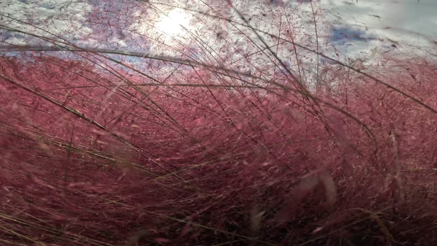 The pink flower fields at Expo Park in Osaka.