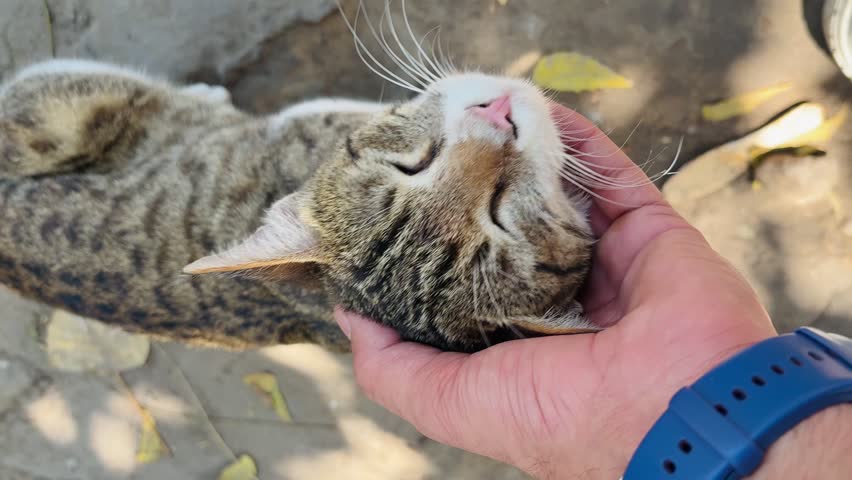 Grey kitten sleeping in human