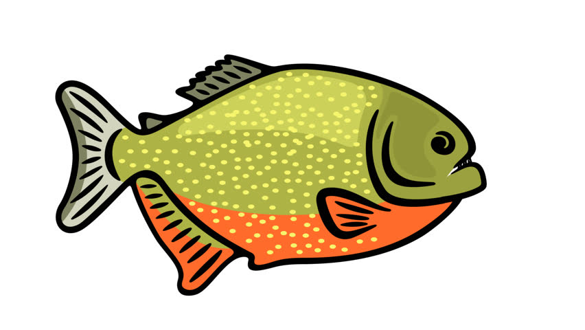 Piranha, fish, animal, river and underwater life, graphic animation. Colored. Transparent background motion design. 4K resolution