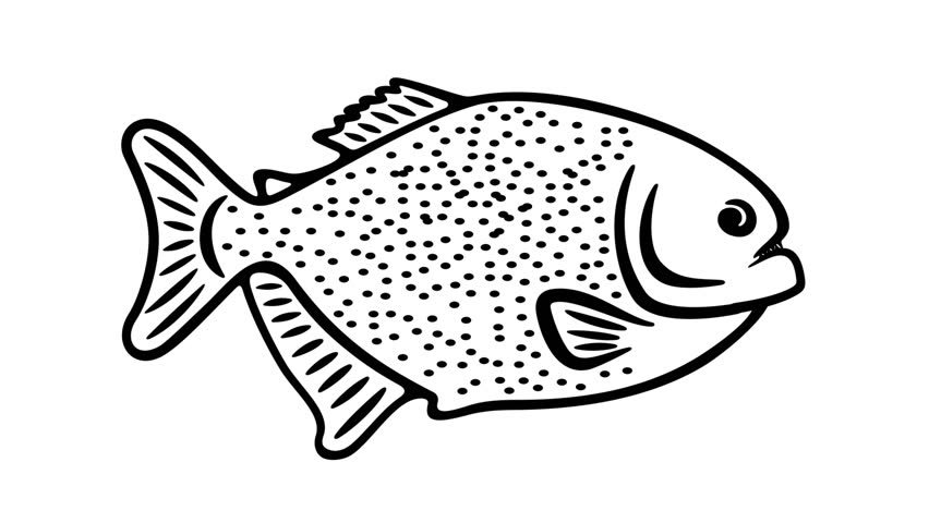 Piranha, fish, animal, river and underwater life, graphic animation. Black linear. Transparent background motion design. 4K resolution