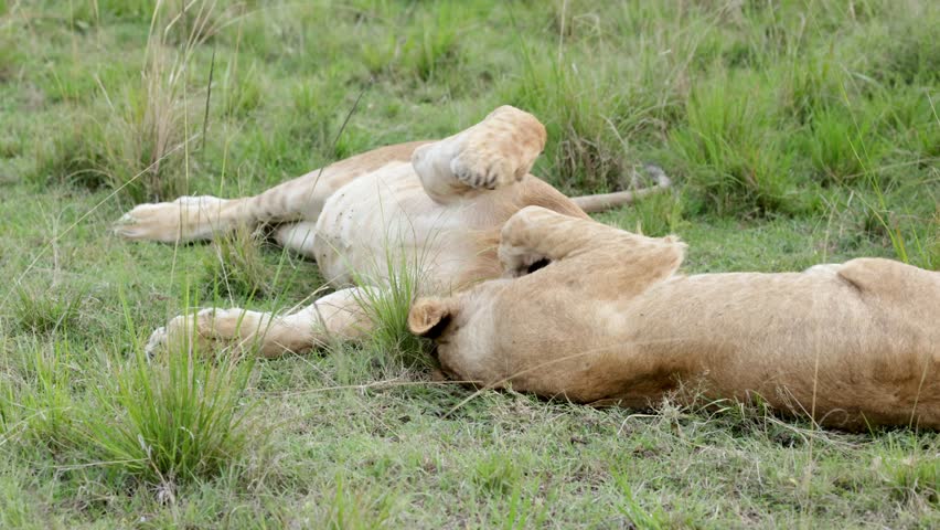 In slow motion, two lionesses lie in the grass of Masai Mara, Kenya and playfully grooming each other while stretching their paws and showing teeth.