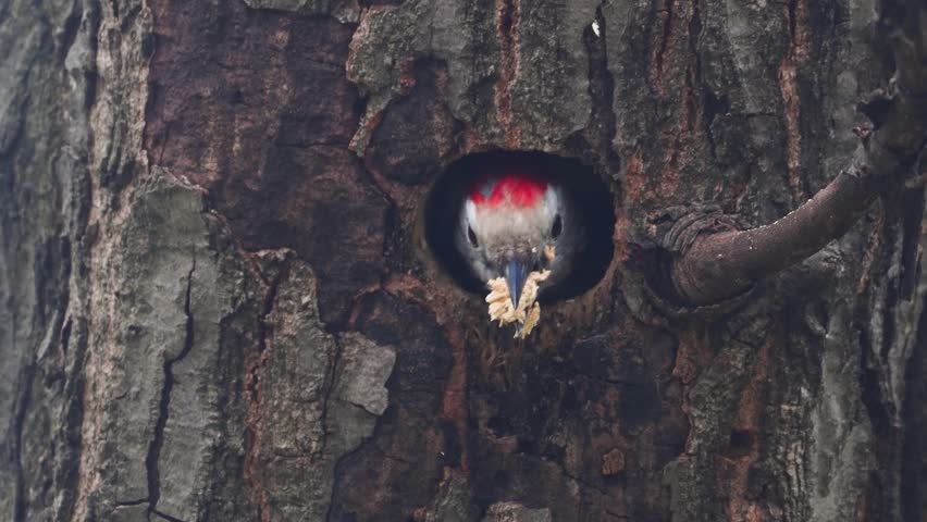 middle spotted woodpecker (Dendrocoptes medius) throwing the sawdust out of the nest