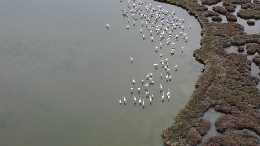 A stunning aerial video capturing a graceful flock of flamingos wading through a serene pond, their vibrant pink hues contrasting beautifully with the water