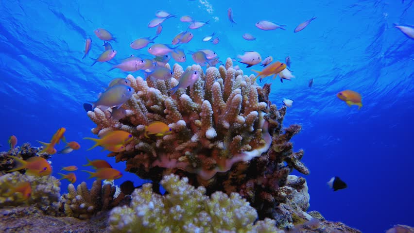 Tropical Coral Reef Seascape. Fish scenery. Soft-hard corals seascape. Vibrant coral garden. Colourful underwater ambience. Beautiful soft coral. Sea coral reef.