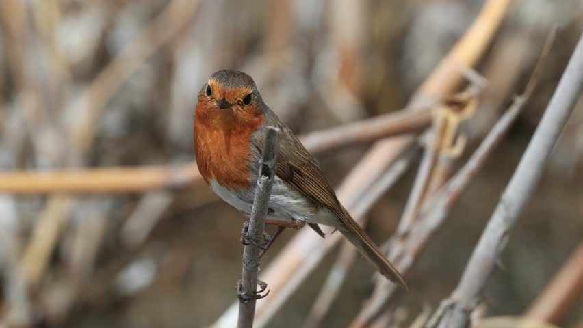 robin bird perching on a branch