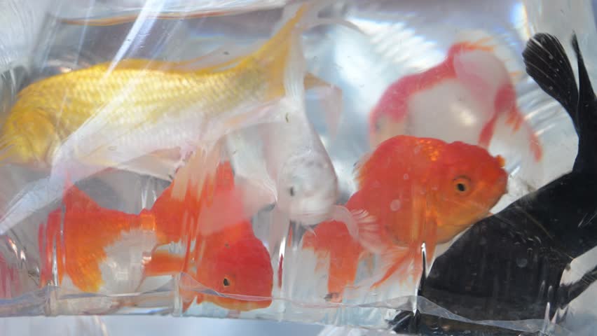 Colorful goldfish swimming freely inside transparent plastic bag, showcasing vibrant orange, white, and black variations against water background