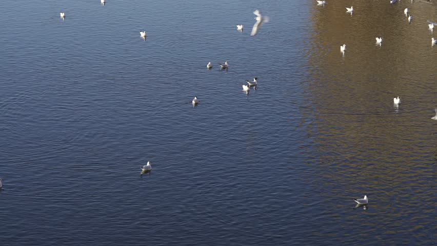 Many urban seagulls fly over the river in search of food. The birds soar freely, creating a dynamic scene in the city environment.