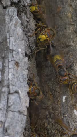 Hornet with striped abdomen on rough tree surface. Prominent eyes and sharp mandibles visible. Showcases unique anatomy of insects that play roles in controlling pest populations
