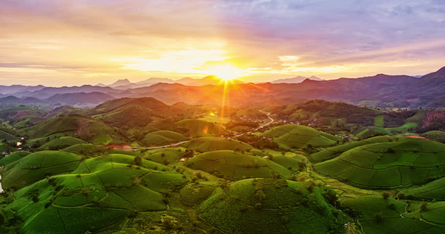 Amazing sunrise Drone aerial view Hyperlapse of green tea field in harvest season,Green agricultural fields in countryside at northern Vietnam	
