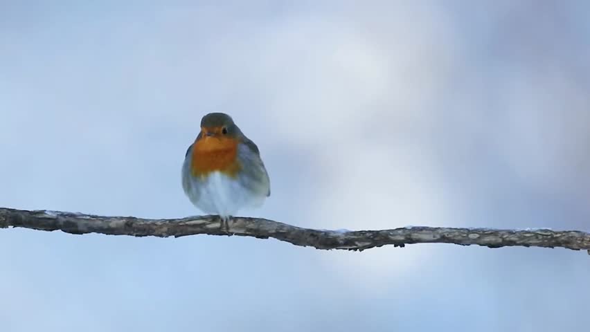 A  European Robin on branch 