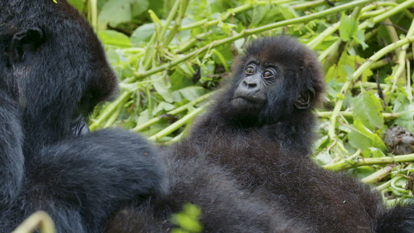 Baby Gorilla interacting with troop family