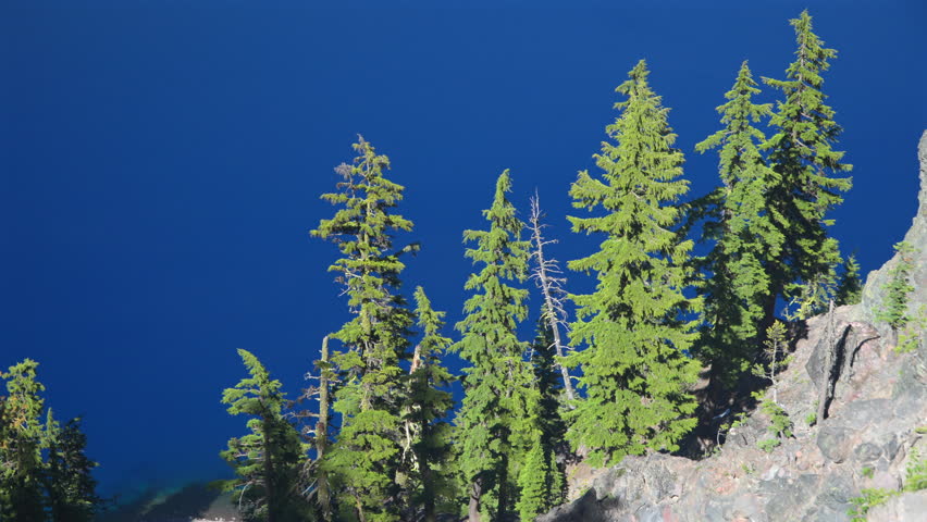 Western Larch Trees Against Clear Blue Sky In Crater Lake, Oregon, USA. static shot