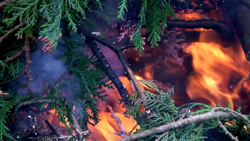 Close up of flames from a wood fire