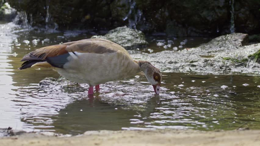 A goose eating algae among the stones in the water.