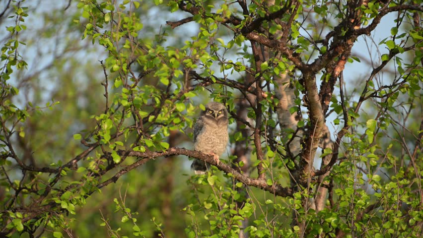 Northern Hawk Owl in tree emits two long, sustained screeches while staring straight ahead, perched in tree.