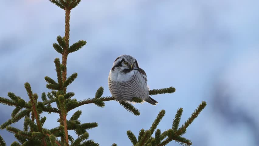 Small wild Northern Hawk Owl perched at top of small pine tree against blue sky background turning head left and right