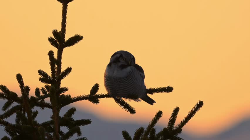 Northern Hawk Owl perched atop tree at twilight, sits motionless for several seconds, then turns head, stares straight ahead
