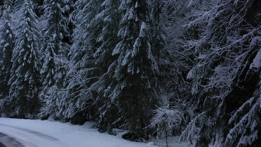 Snow-Covered Pine Trees in the Umpqua National Forest in Southern Oregon, drone ascending between trees.