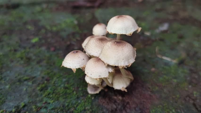 Hypholoma fasciculare fungus that grows wild
