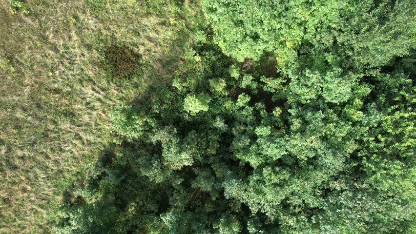 Drone shot showing clear border between dense green forest and open grassy meadow in Beskid Slaski, southern Poland