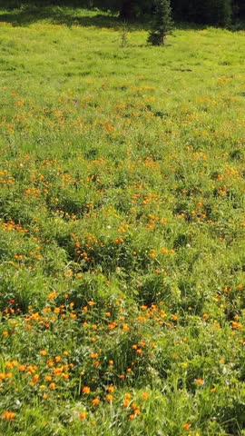 Vertical aerial video of Altai natural landscape at the rise to the Seminsky mountain pass. Drone moves back over meadow field of Trollius flowers (Asian globeflower). Forest is on background.