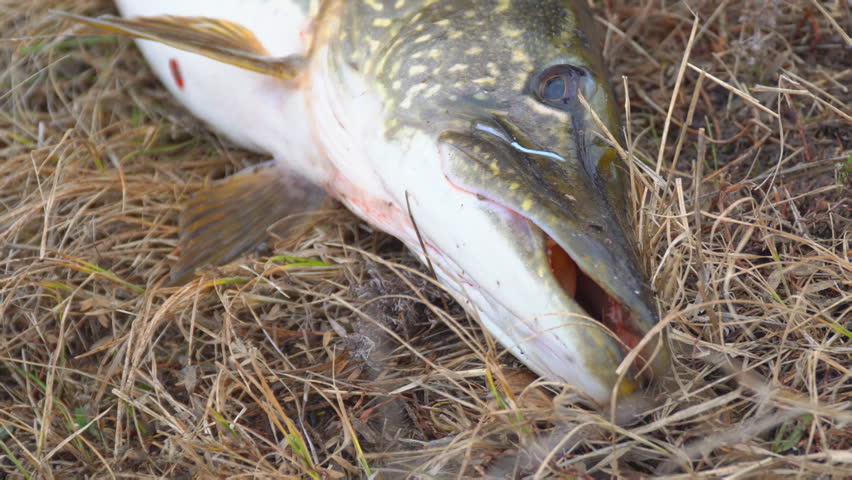 A pike caught on dry autumn grass. Pike on the grass. Selective focus. Camera panning