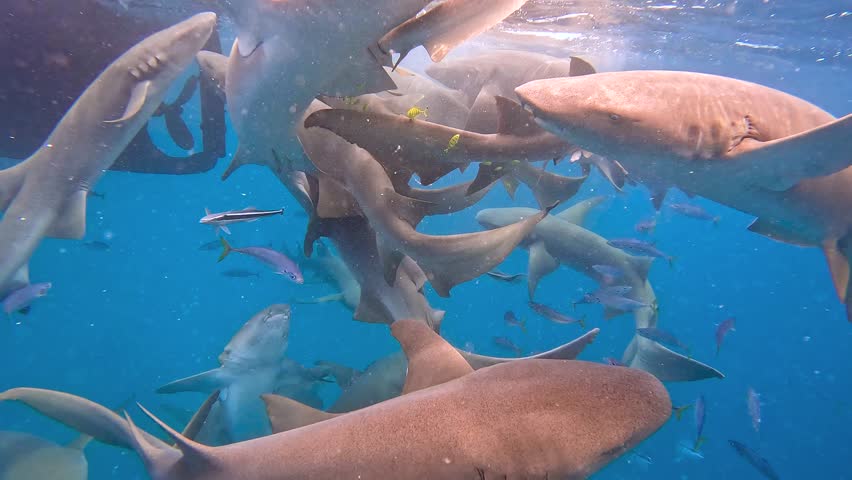 Sharks swim together in the clear waters of the Maldives, showcasing a dynamic underwater scene rich in marine life.