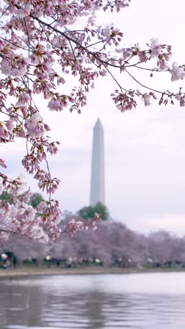 Vertical footage of pink cherry blossoms with Washington Monument in background, DC