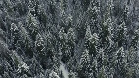 Snow-covered evergreen forest from above. Aerial view of a dense pine tree forest covered in snow. Establishing shot. - Powered by Shutterstock - Get 15% off with code: PIKWIZARD15