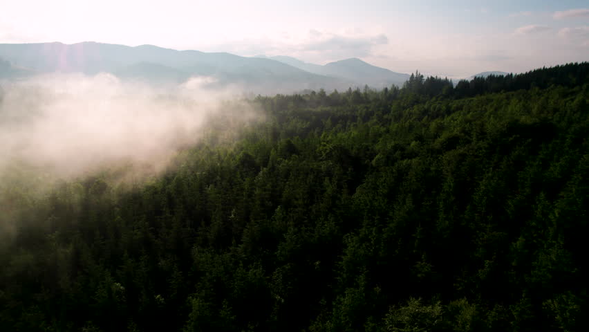 Stunning aerial view of dense forest blanketed in morning mist, with rolling green hills and distant mountains under pastel sky. Mist creates dreamy atmosphere, softening landscape