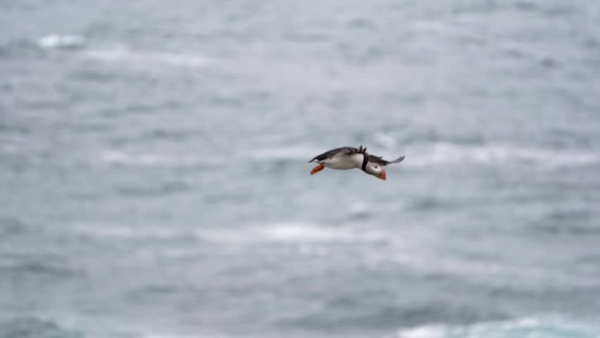 Slow motion shot of a flying puffin with the sea in the background.