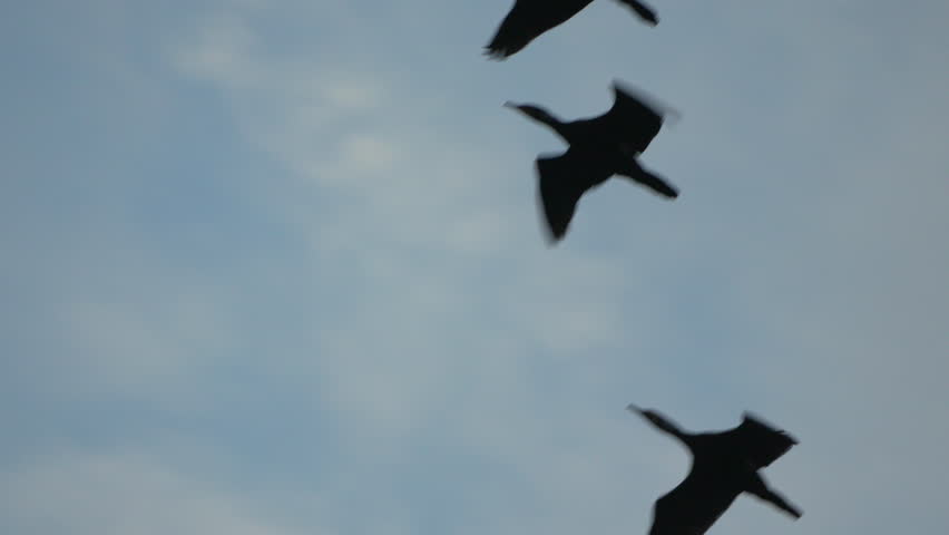 Birds Flight Migration: Two Geese Silhouetted against Cloudy Sky during Autumn Migration.