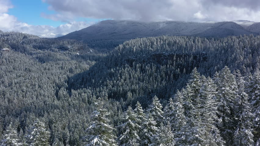 Snow-Covered Pine Trees in the Umpqua National Forest in Southern Oregon, aerial view.