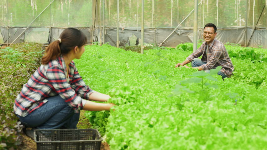 Happy asian couple harvesting fresh green lettuce inside an organic farm.