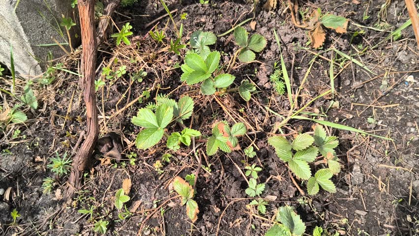 strawberry bushes. strawberry leaves in spring. strawberries growing in the ground. live camera