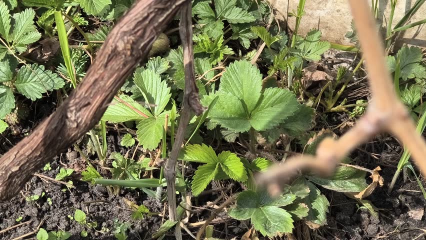 strawberry bushes. strawberry leaves in spring. strawberries growing in the ground. live camera