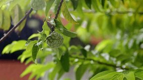 Rain drops falling on sugar apple fruit and tree, rain in background slow motion close up - Powered by Shutterstock - Get 15% off with code: PIKWIZARD15