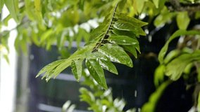 Rain falling on sugar apple tree leaves, slow mo raindrops - Powered by Shutterstock - Get 15% off with code: PIKWIZARD15