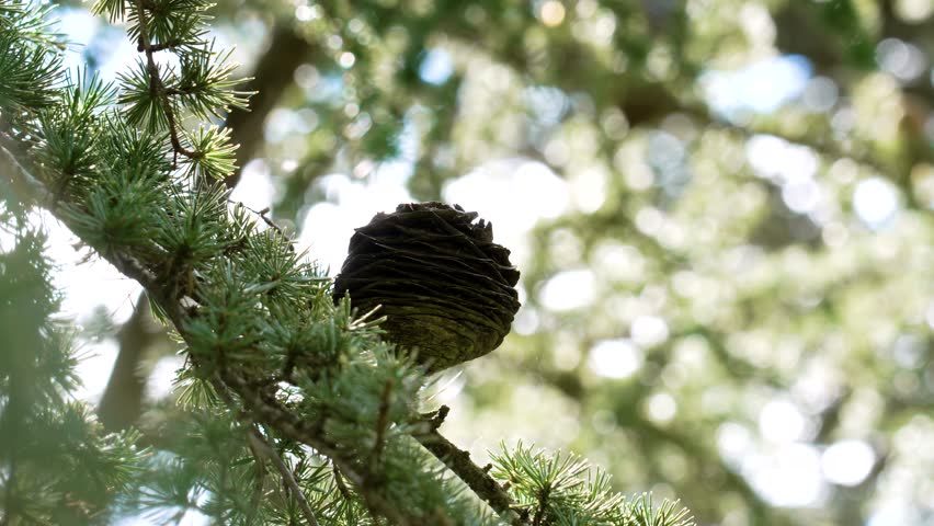 Cone of Cedrus atlantica or Atlas cedar tree. Pine family Pinaceae