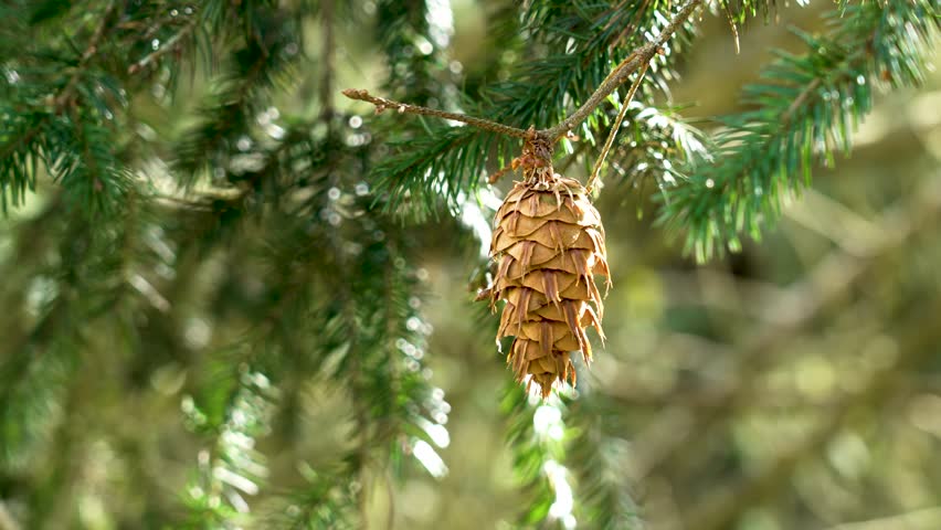 Douglas fir cone illuminated by the spring sun on branch of coniferous forest tree. Pseudotsuga menziesii. Oregon pine