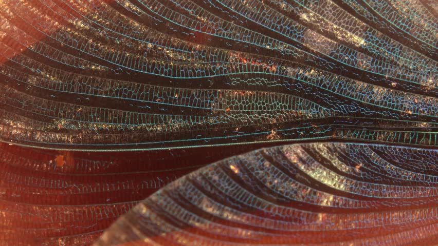 Magnificent dragonfly wings at high magnification