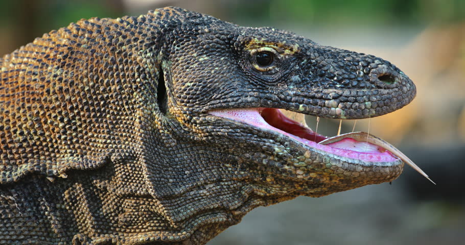 Close-up of a Komodo dragon (Varanus Komodoensis) displaying its forked tongue on Rinca Island in Komodo National Park, a UNESCO World Heritage site in Indonesia