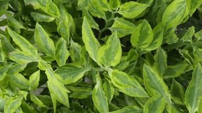 zigzag ornamental plants swaying gently in the breeze - Powered by Shutterstock - Get 15% off with code: PIKWIZARD15