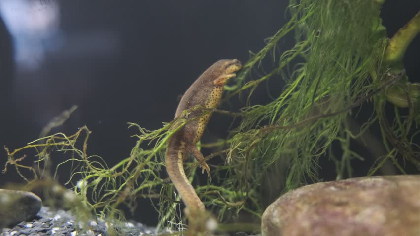 Newt in an aquarium. Amphibian close-up.